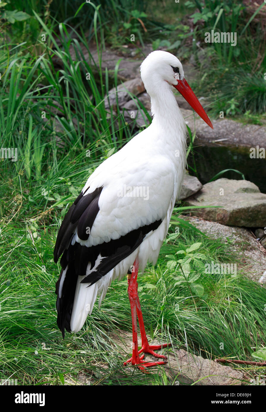 D-Bochum, la zona della Ruhr, Westfalia, Renania settentrionale-Vestfalia, NRW, Tierpark e Fossilium Bochum, cicogna bianca, Ciconia ciconia Foto Stock