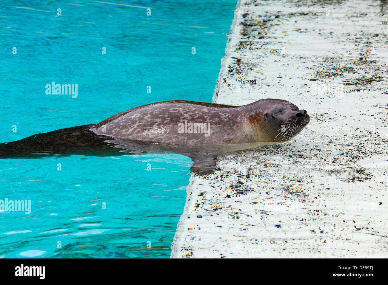 D-Bochum, la zona della Ruhr, Westfalia, Renania settentrionale-Vestfalia, NRW, Tierpark e Fossilium Bochum, sud americana Sea Lion, Otaria flavescens, Otaria byronia Foto Stock