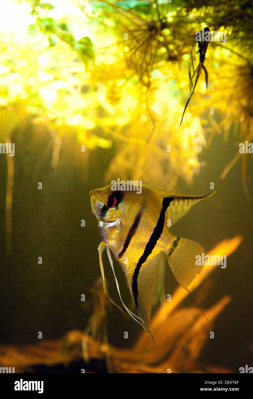Freshwater Angelfish, - Pterophyllum scalare dal fiume Amazon, Sud America Foto Stock