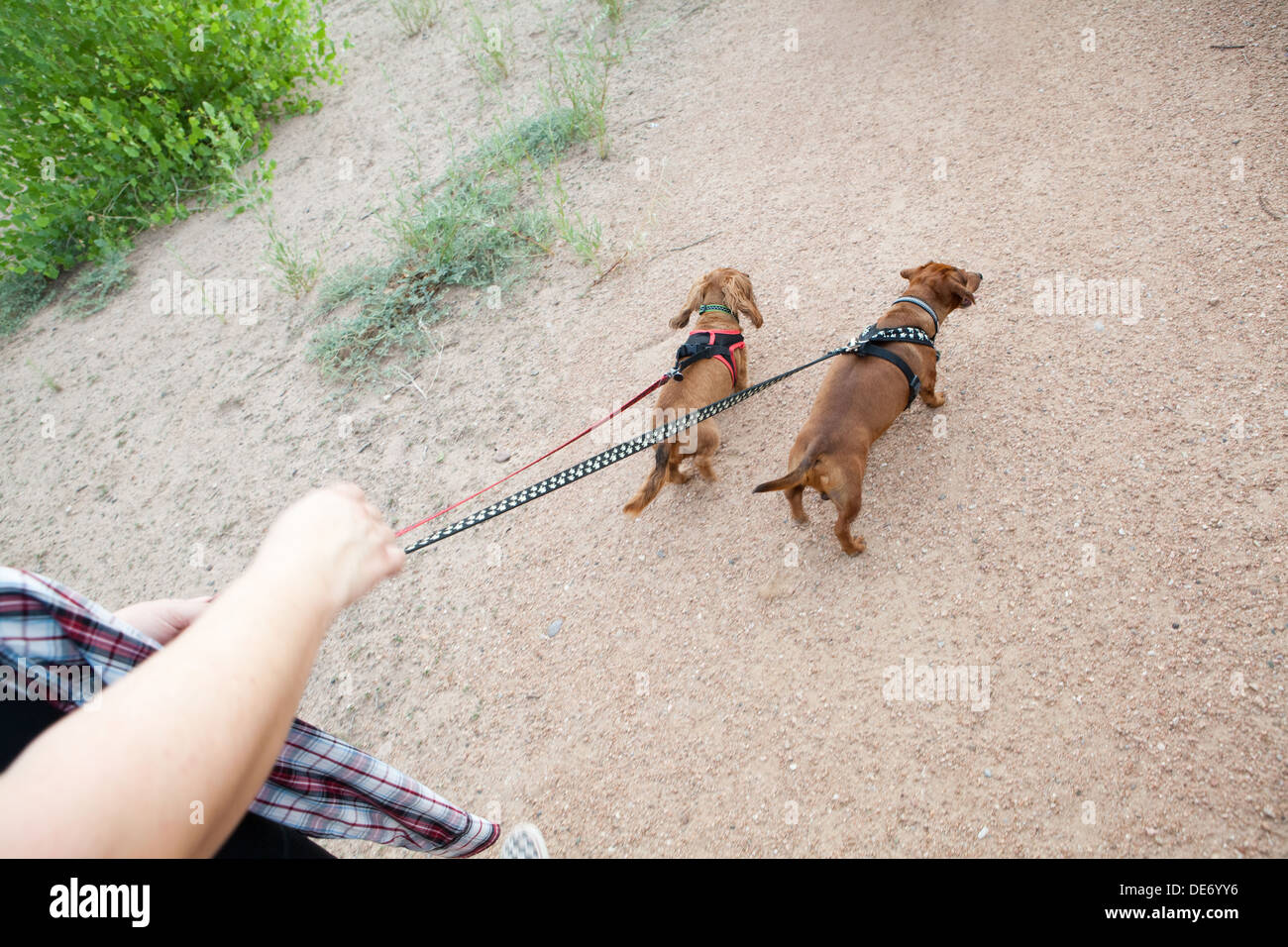 Una persona che cammina due dachshunds su un sentiero. Foto Stock