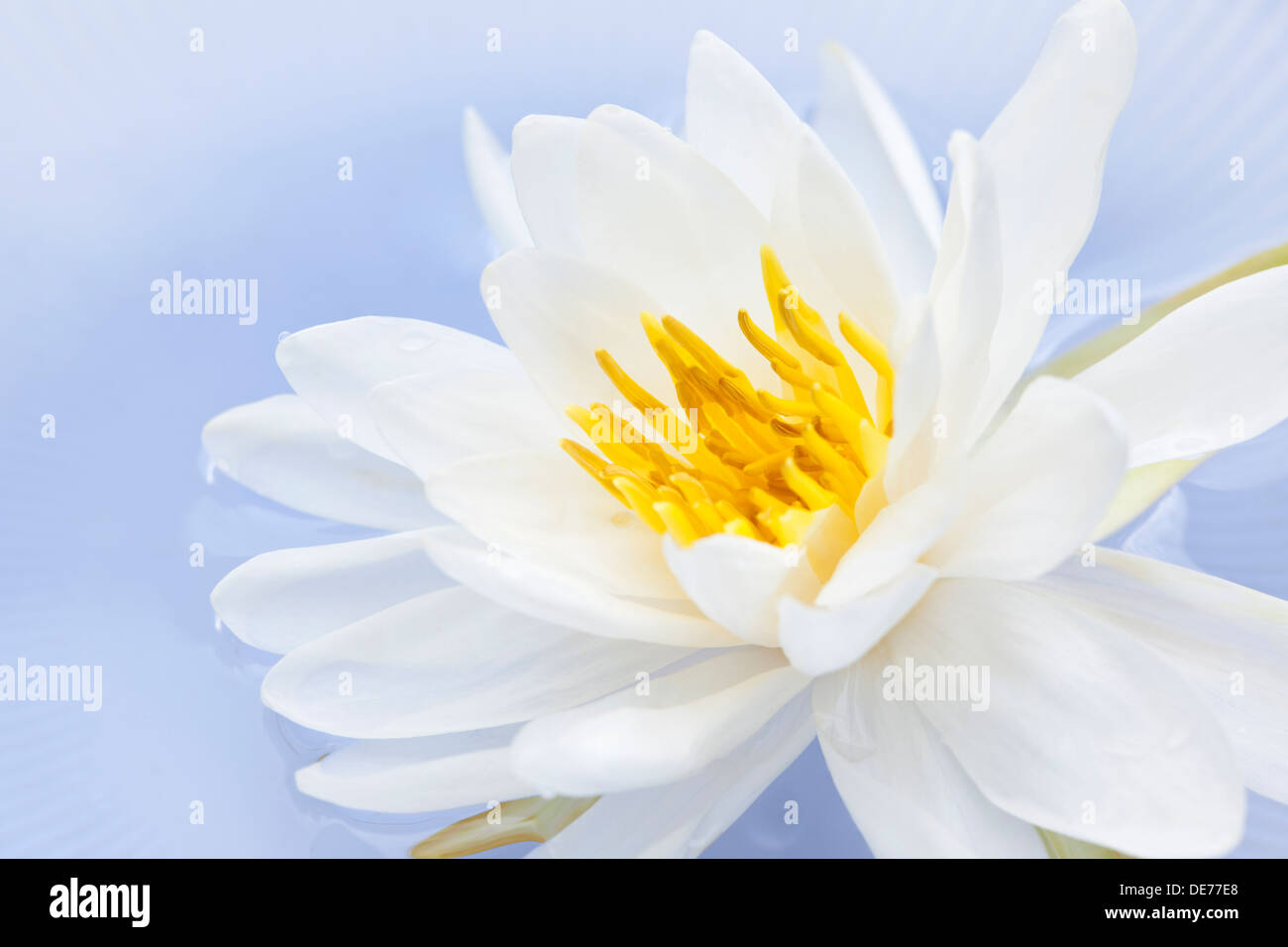 White Lotus Flower o ninfee galleggianti Foto Stock