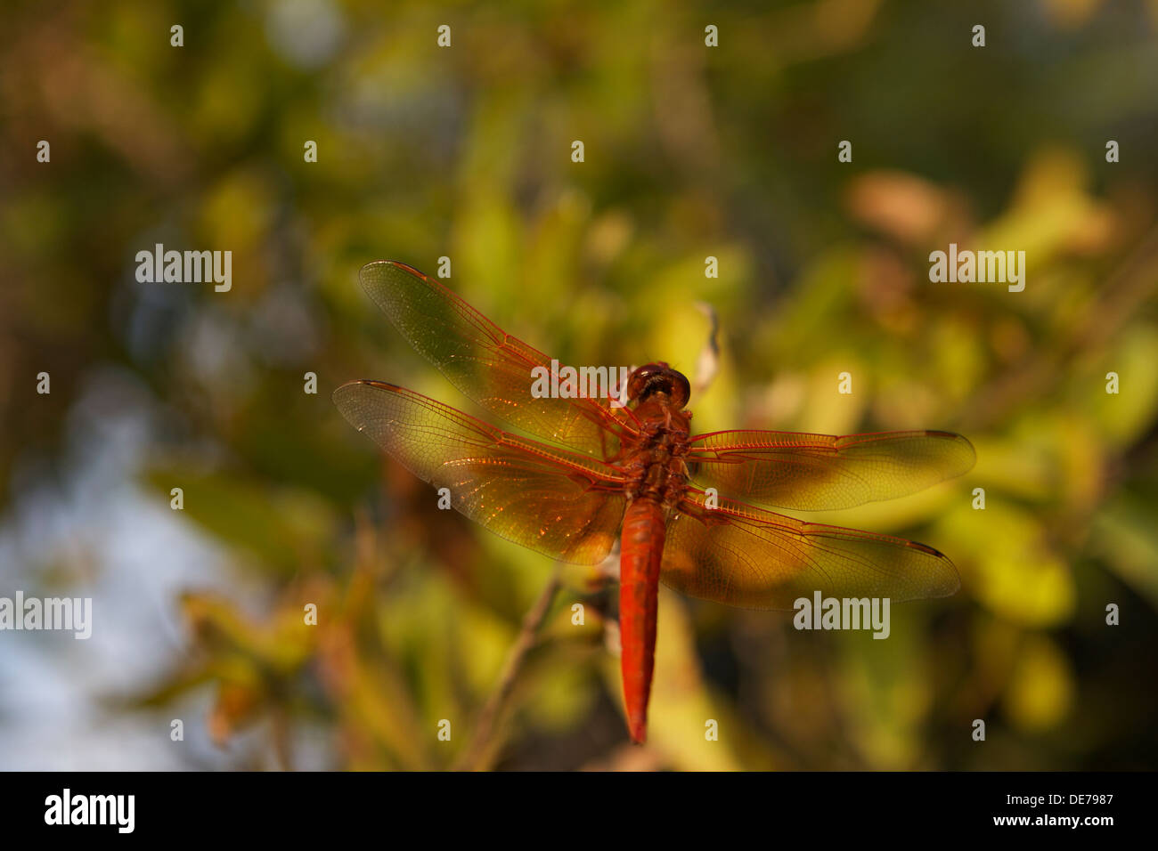 dragonfly skimmer di fiamma anche conosciuto come skimmer del firecracker (Libellula saturata).nativo al Nord America occidentale Foto Stock