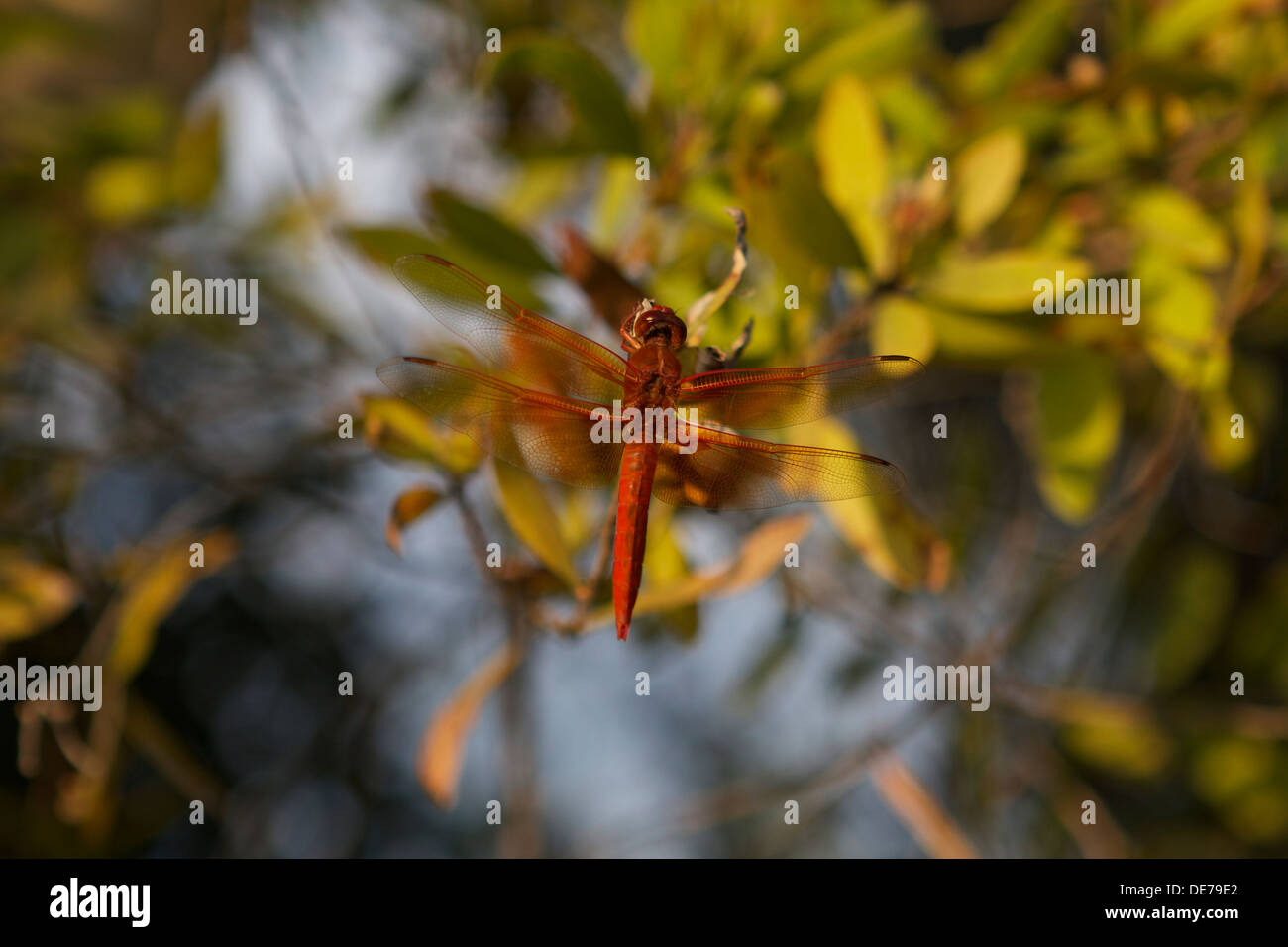 dragonfly skimmer di fiamma anche conosciuto come skimmer del firecracker (Libellula saturata).nativo al Nord America occidentale Foto Stock
