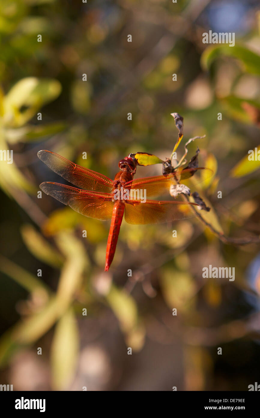 dragonfly skimmer di fiamma anche conosciuto come skimmer del firecracker (Libellula saturata).nativo al Nord America occidentale Foto Stock