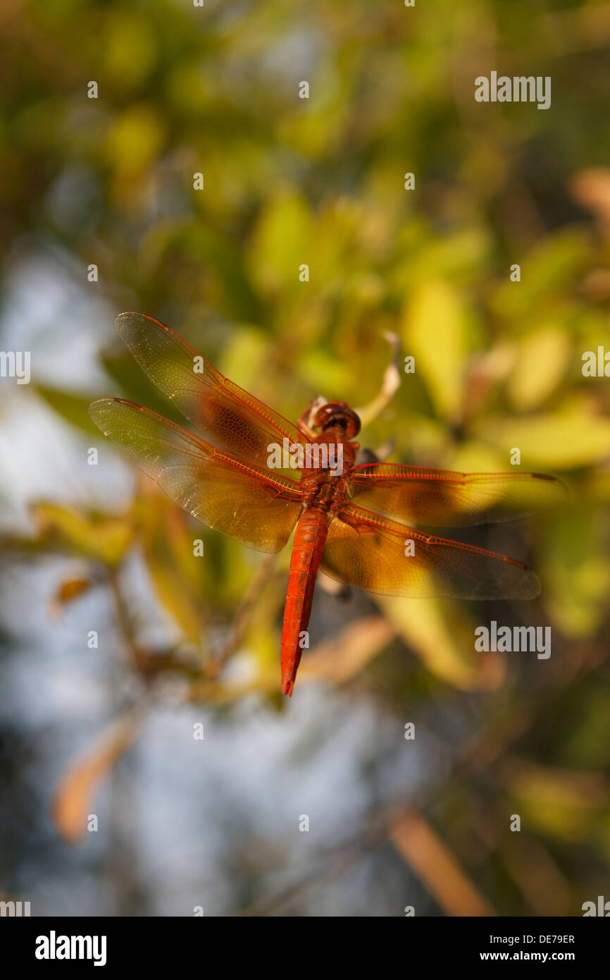 dragonfly skimmer di fiamma anche conosciuto come skimmer del firecracker (Libellula saturata).nativo al Nord America occidentale Foto Stock