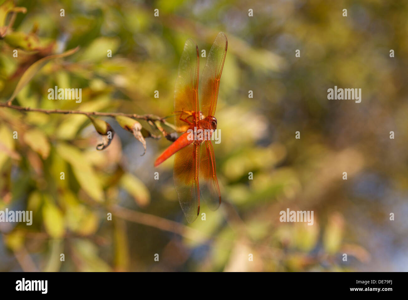 dragonfly skimmer di fiamma anche conosciuto come skimmer del firecracker (Libellula saturata).nativo al Nord America occidentale Foto Stock