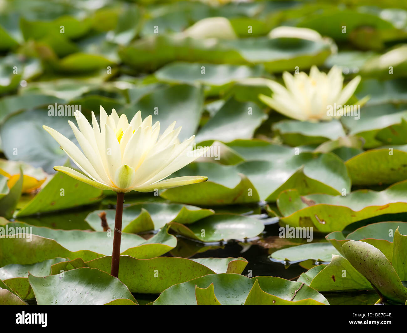 Acqua giglio fiore nel laghetto del paese Foto Stock