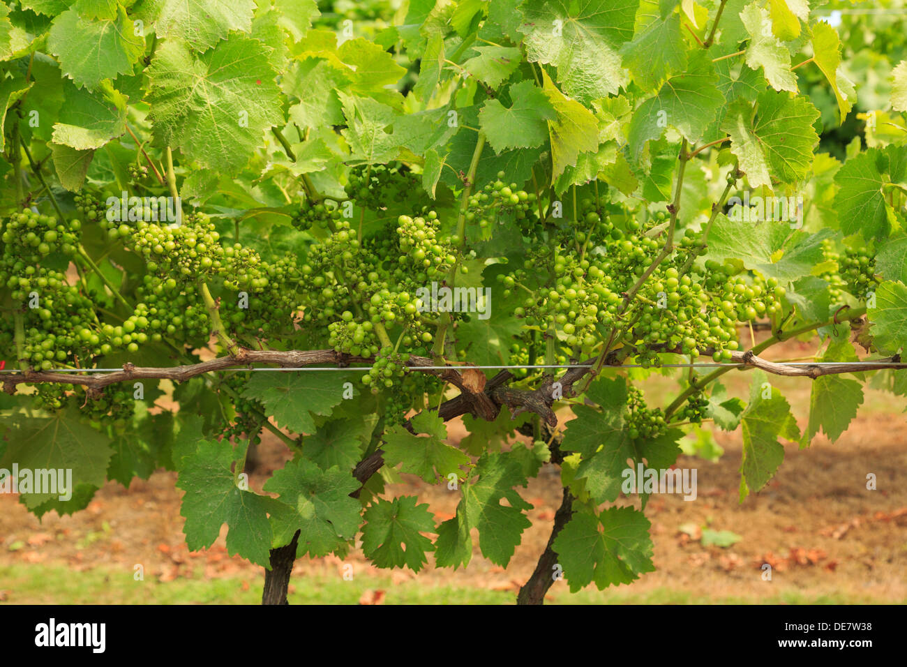 La maturazione dei grappoli di vino bianco di uve sui vigneti che crescono in un vigneto in tarda estate a Biddenden, Kent, Inghilterra, Regno Unito, Gran Bretagna Foto Stock