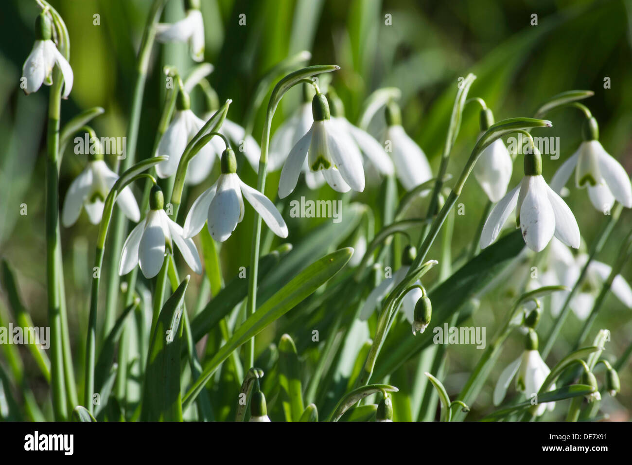 Un cluster prety di inglese snowdrops visto su una giornata di primavera in un bosco inglese Foto Stock