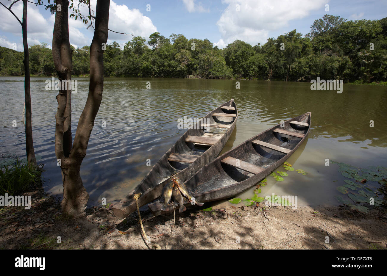 Pavone basso su due scavato canoe su una lanca off il fiume Rewa, Rupununi, Guyana, Sud America Foto Stock