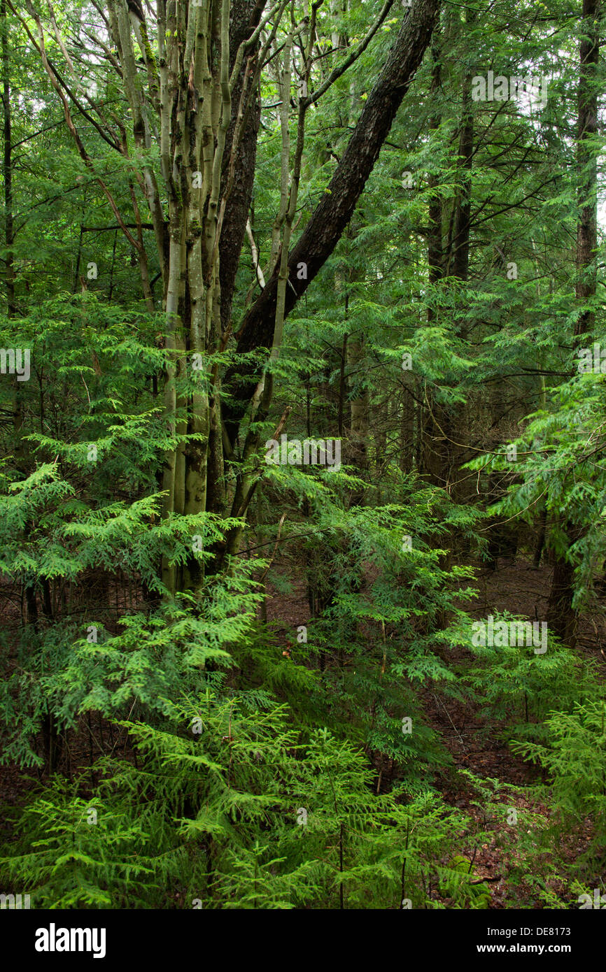 Giovani abeti e alberi decidui in foreste temperate West Virginia STATI UNITI D'AMERICA Foto Stock