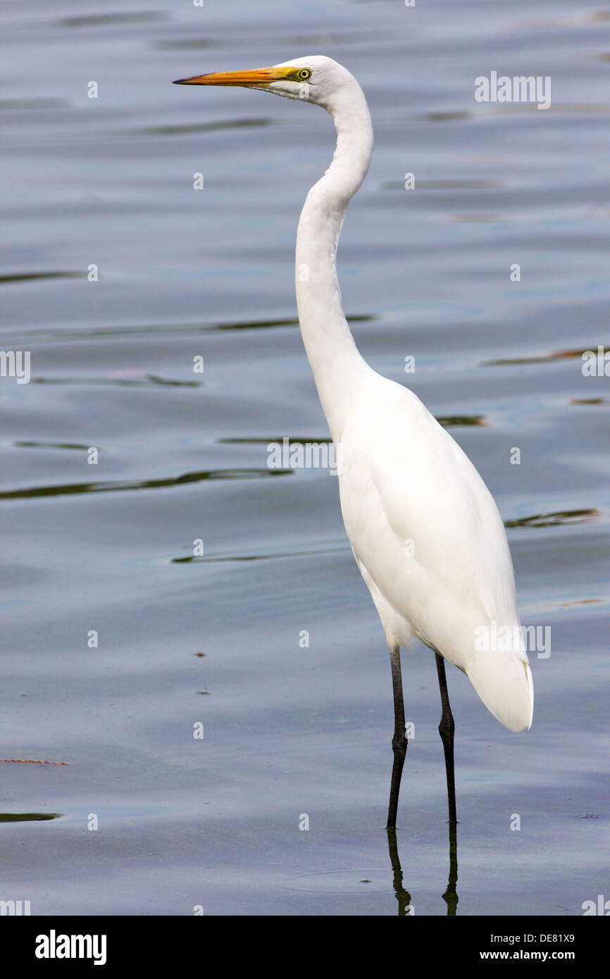 Distibuito in tutta la maggior parte del tropicale e caldo nelle regioni temperate del mondo, questo Airone bianco maggiore è stata osservata in Australia. Foto Stock