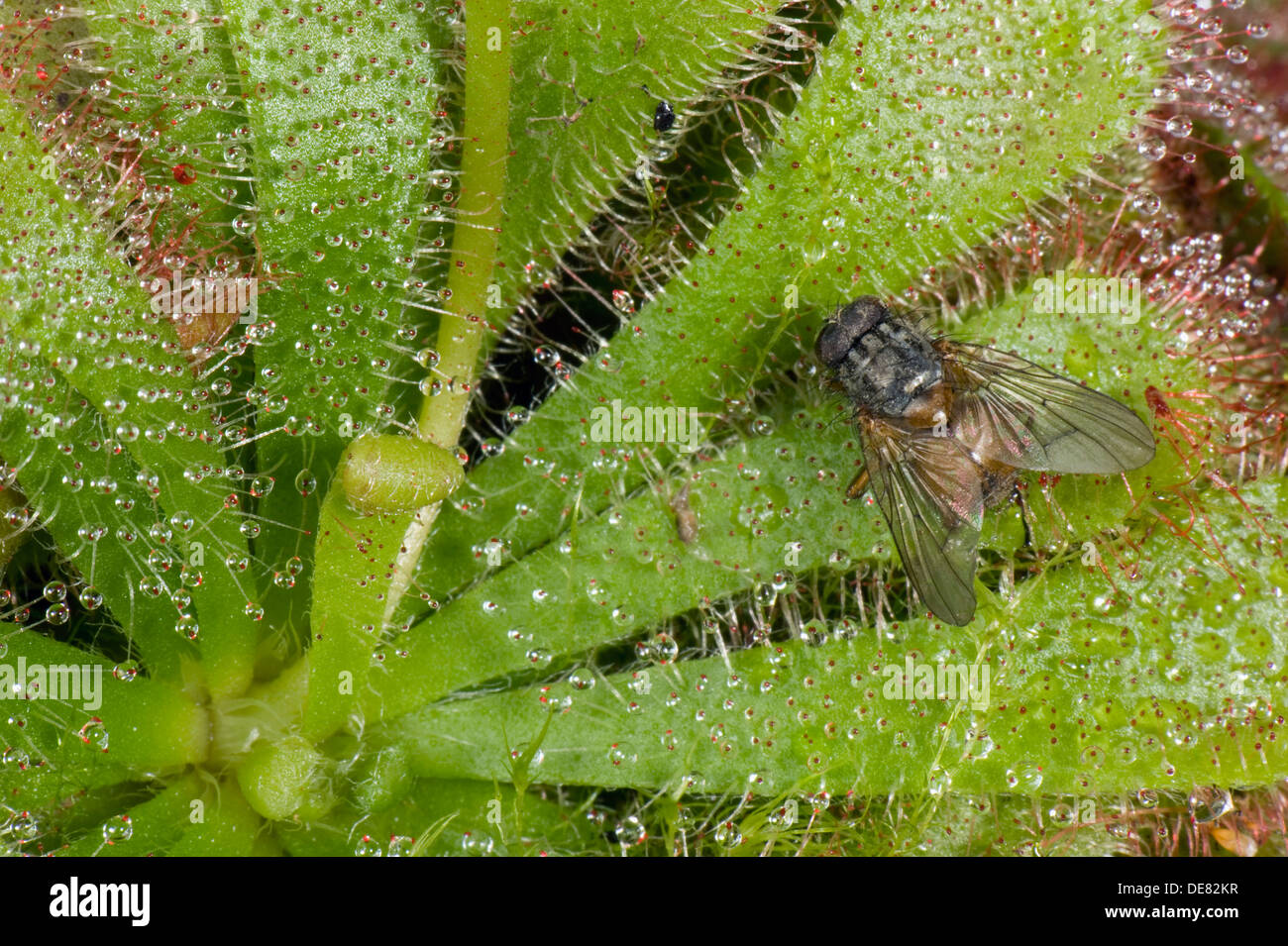 Un fly catturati sull'appiccicoso capelli di un sundew, Drosera aliciae, un impianto carniverous di torbiere e paludi Foto Stock