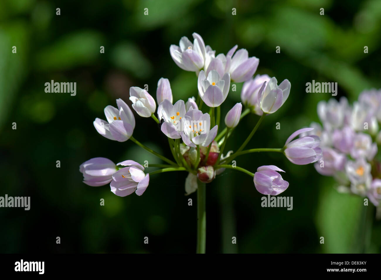 Rosy aglio, Allium roseum, fioritura ombrella, edibile ornamentali giardino Foto Stock