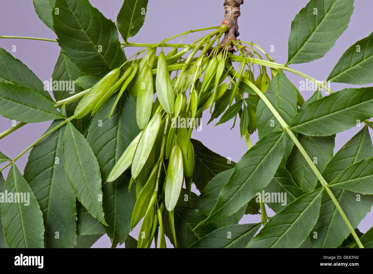I semi o frutti di un frassino, Fraxinus excelsior, noto come chiavi Foto Stock