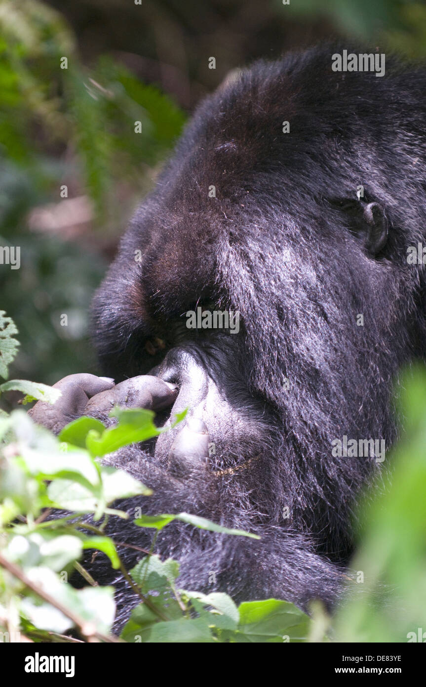 Gorilla Silverback profilo maschio alfa vulcanico Virunga foresta di pioggia il Parco Nazionale delle montagne del Ruanda specie in via di estinzione Foto Stock