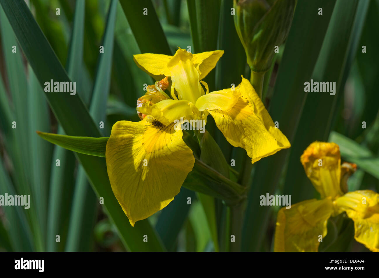 Bandiera gialla iris, Iris pseudocorus, fiore Foto Stock