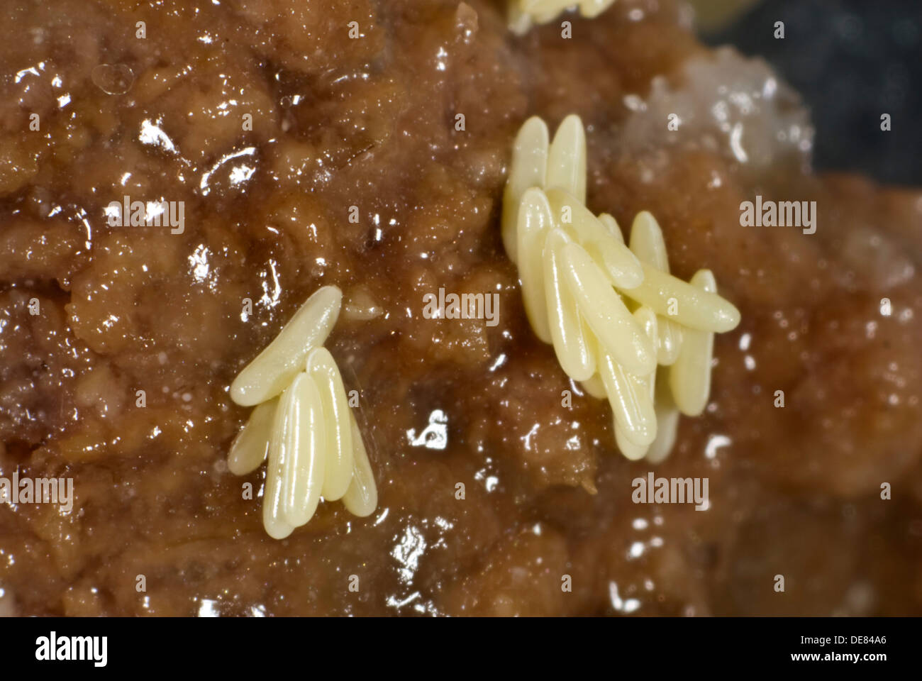 Battere le uova deposte sul marciume carne Foto Stock