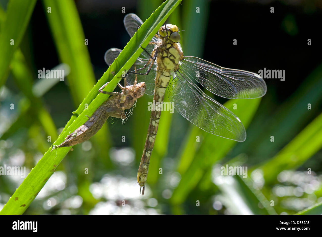 Un Southern hawker dragonfly, Aeshna cyanea, recentemente emerse dalla sua esuvia sulla foglia di un soldato di acqua in un laghetto in giardino Foto Stock