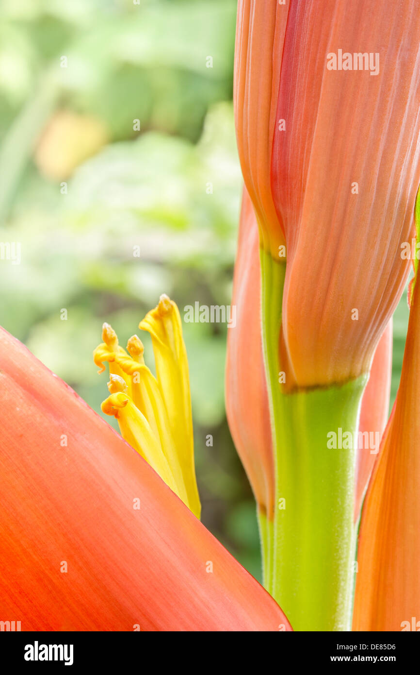 Orange banana flower sull'albero,banana ornamentali. Foto Stock