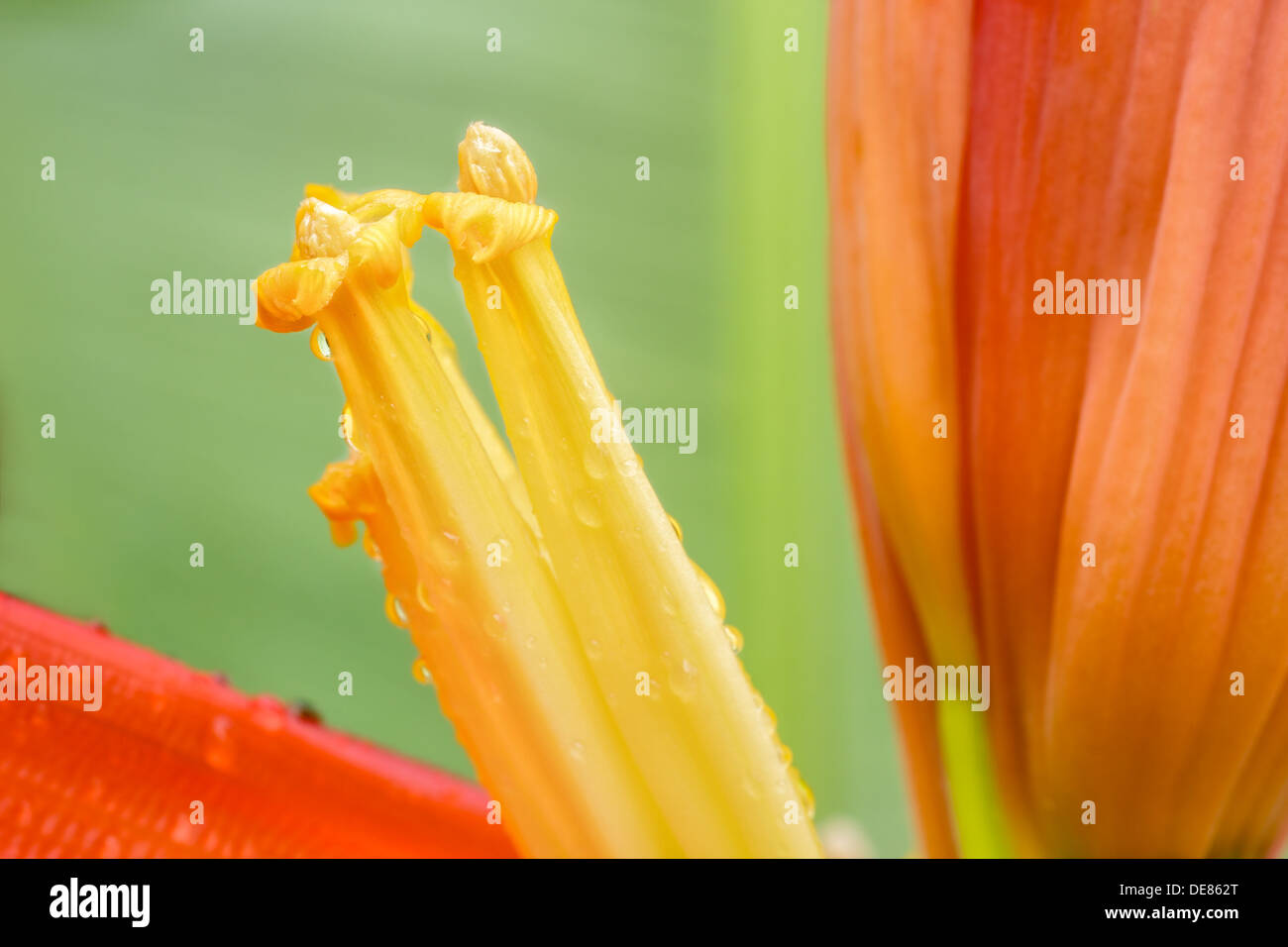 Orange banana flower sull'albero,banana ornamentali. Foto Stock