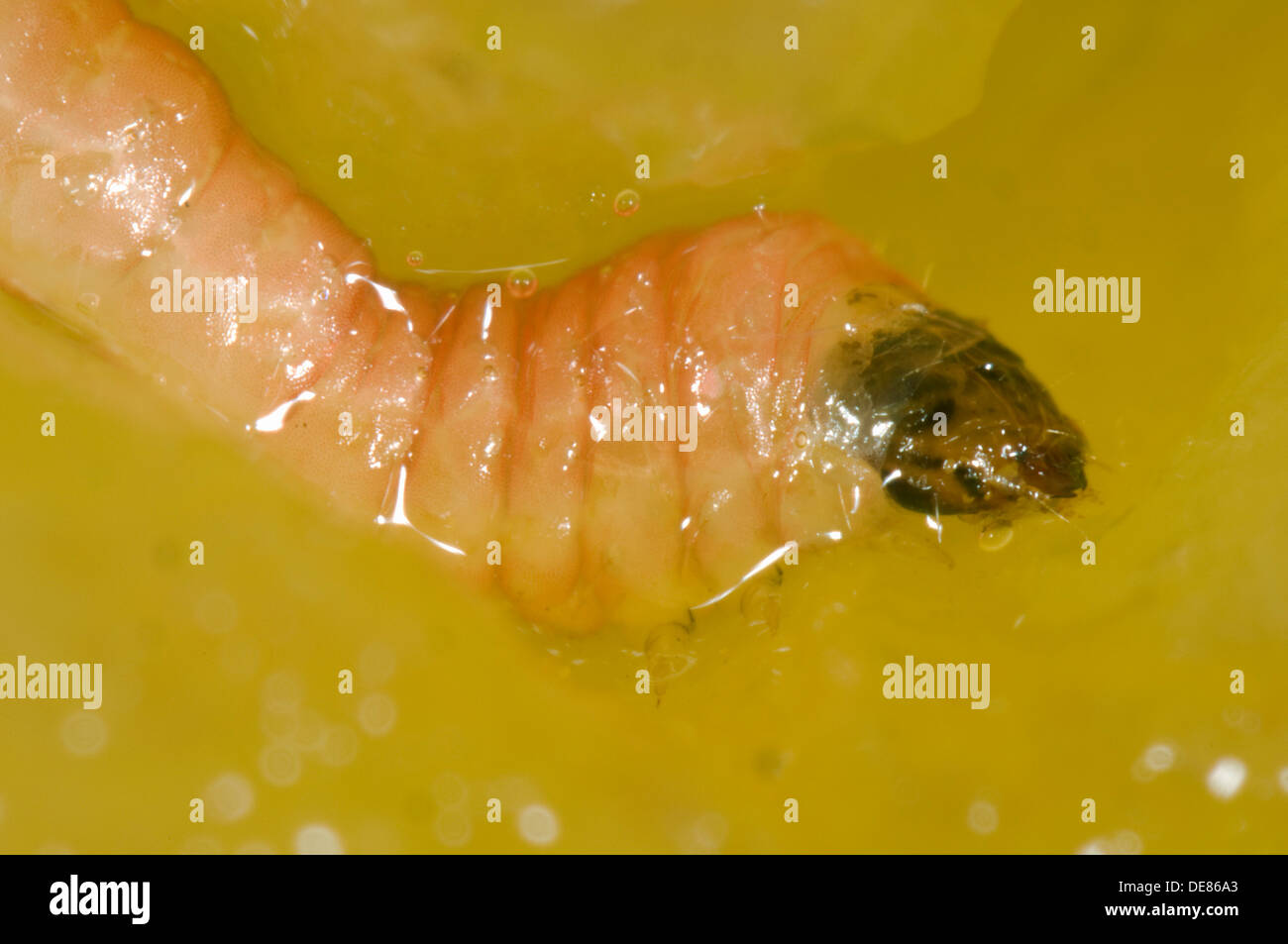 Prugna frutto moth, Grapholita funebrana, caterpillar in danneggiato prugna frutto Foto Stock