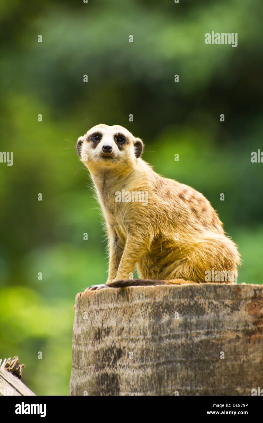 Meerkat Foto Stock