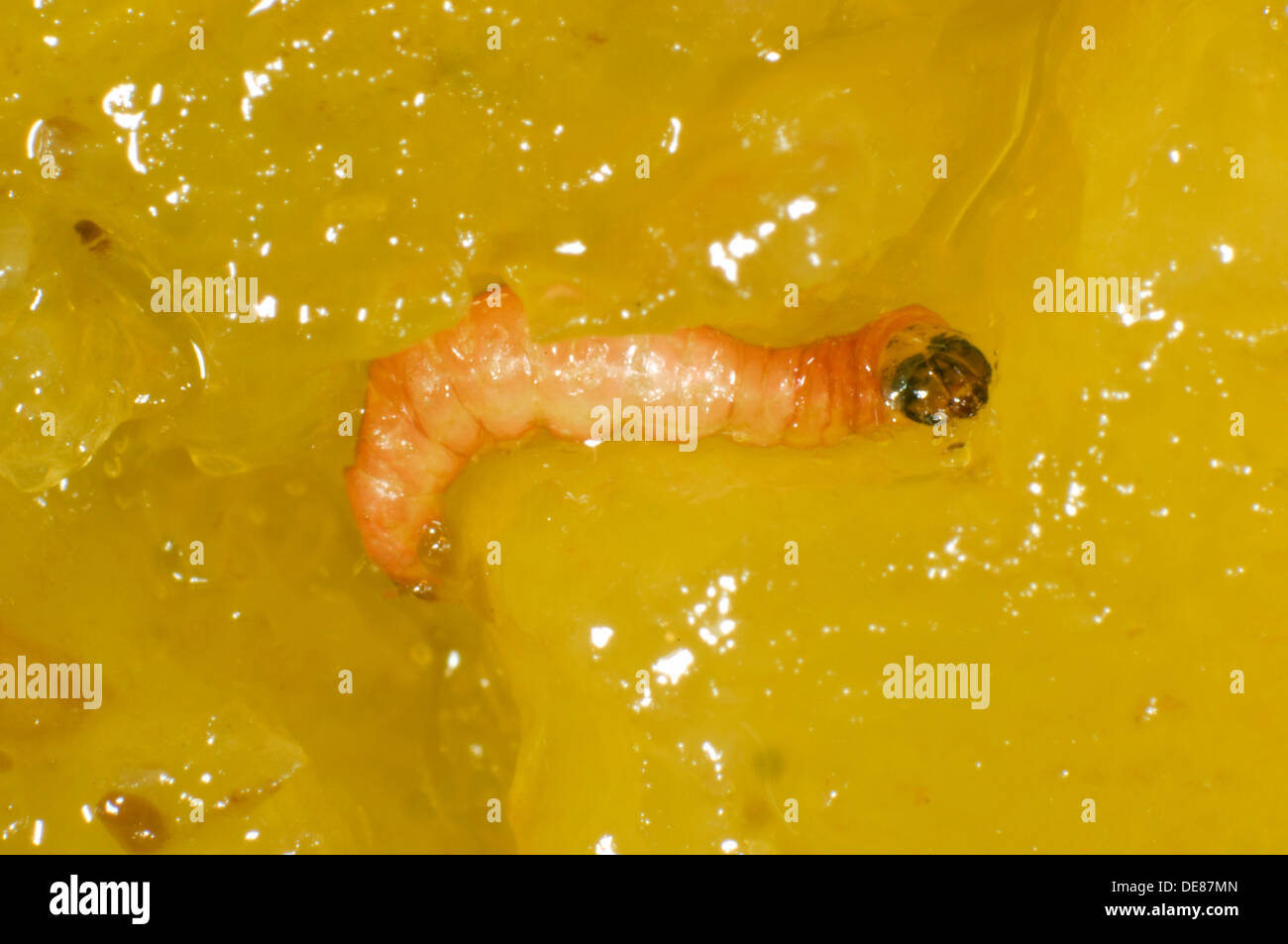 Prugna frutto moth, Grapholita funebrana, caterpillar in danneggiato prugna frutto Foto Stock