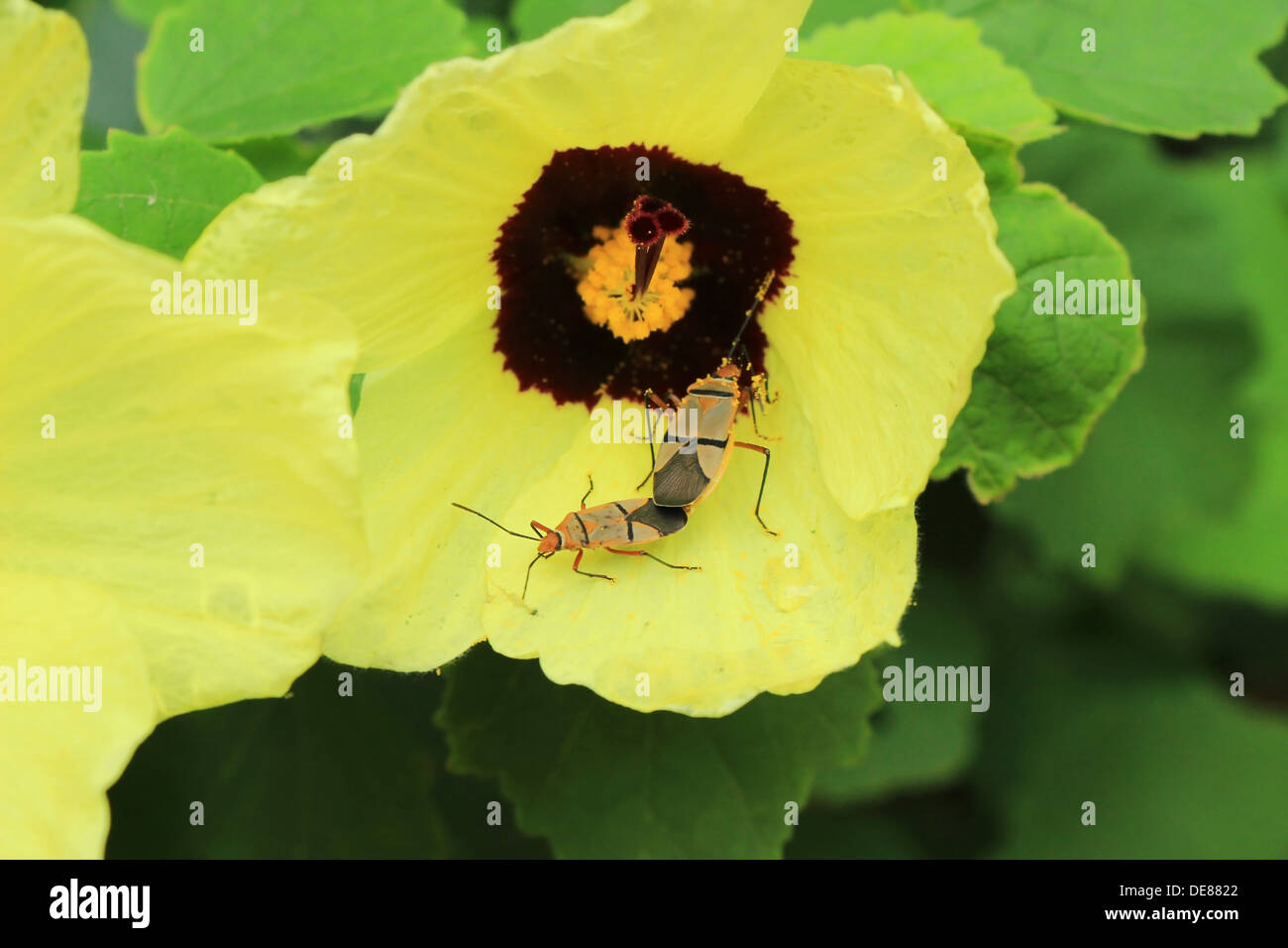Due coleotteri coniugata su un fiore giallo Foto Stock