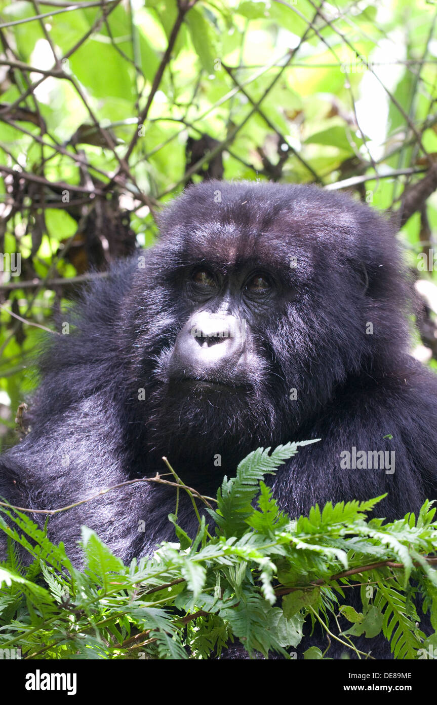Gorilla maschio Virunga Rain Forest Mountains National Park il tenente del gruppo sat tra il bambù al mattino, durante il periodo di riposo Foto Stock