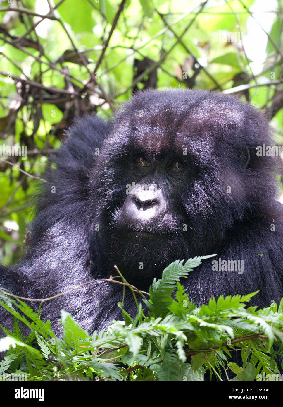 Gorilla maschio Virunga Rain Forest Mountains National Park il tenente del gruppo sat tra il bambù al mattino, durante il periodo di riposo Foto Stock