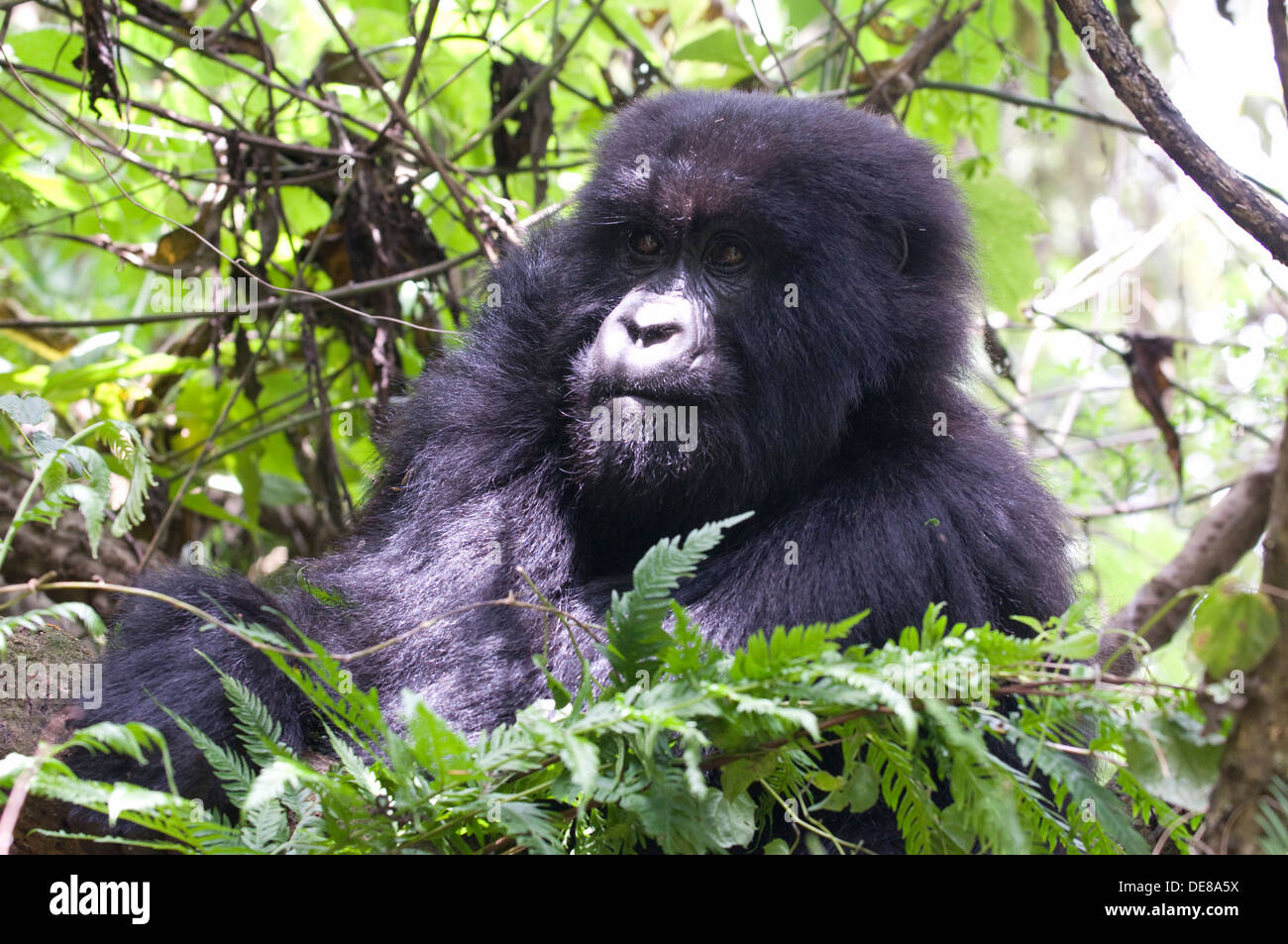 Gorilla maschio Virunga Rain Forest Mountains National Park il tenente del gruppo sat tra il bambù al mattino, durante il periodo di riposo Foto Stock
