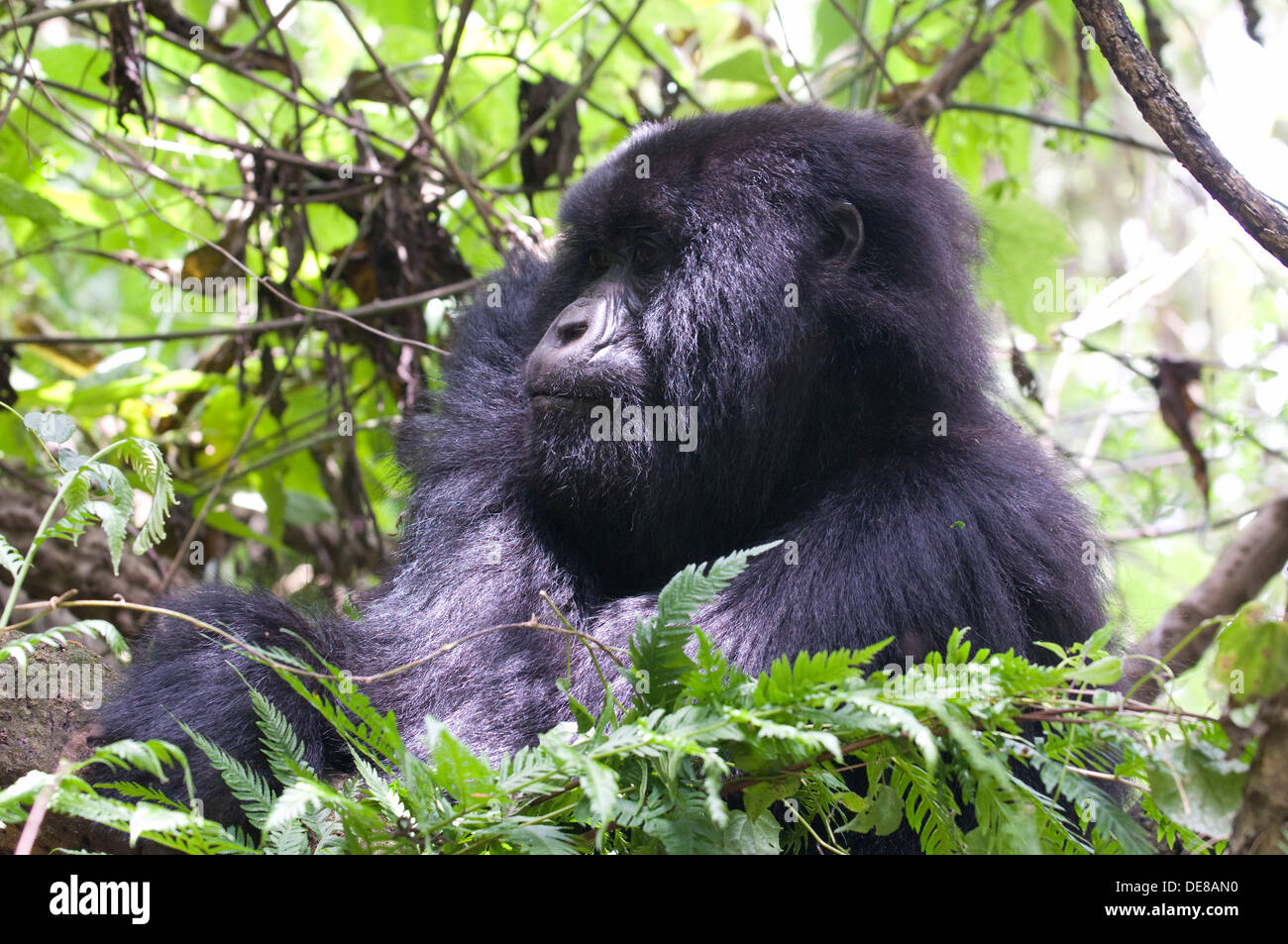 Gorilla maschio Virunga Rain Forest Mountains National Park il tenente del gruppo sat tra il bambù al mattino, durante il periodo di riposo Foto Stock