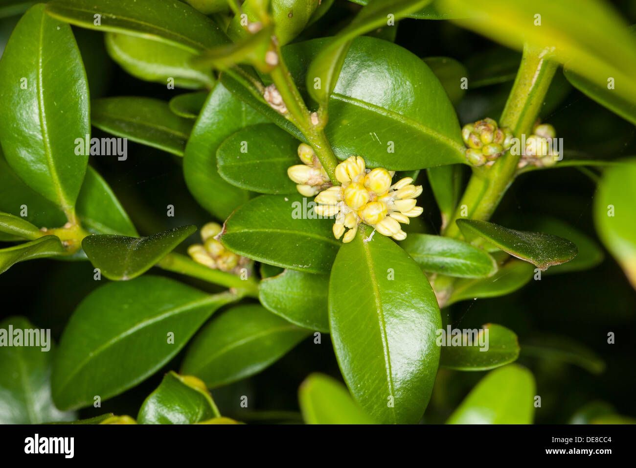 Casella comune europea, scatola di legno di bosso, Buchsbaum, Buchs, blühend, Buxus sempervirens, buis commun, buis toujours vert Foto Stock