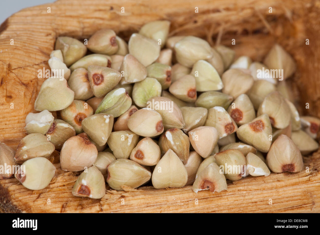 Il grano saraceno, Echter su Buchweizen, Gemeiner Buchweizen, Körner, Korn, Fagopyrum esculentum Foto Stock