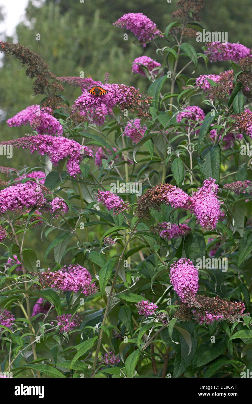 Butterfly Bush, Buddleja, Schmetterlingsflieder, Schmetterlings-Flieder, Sommerflieder Foto Stock