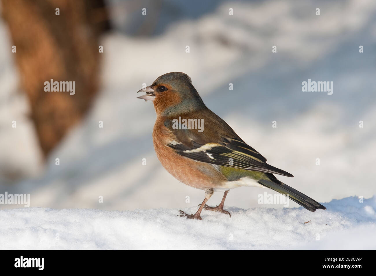 Fringuello, maschio, Buchfink, Buch-Fink, Männchen, Fringilla coelebs, inverno, Schnee, neve Foto Stock