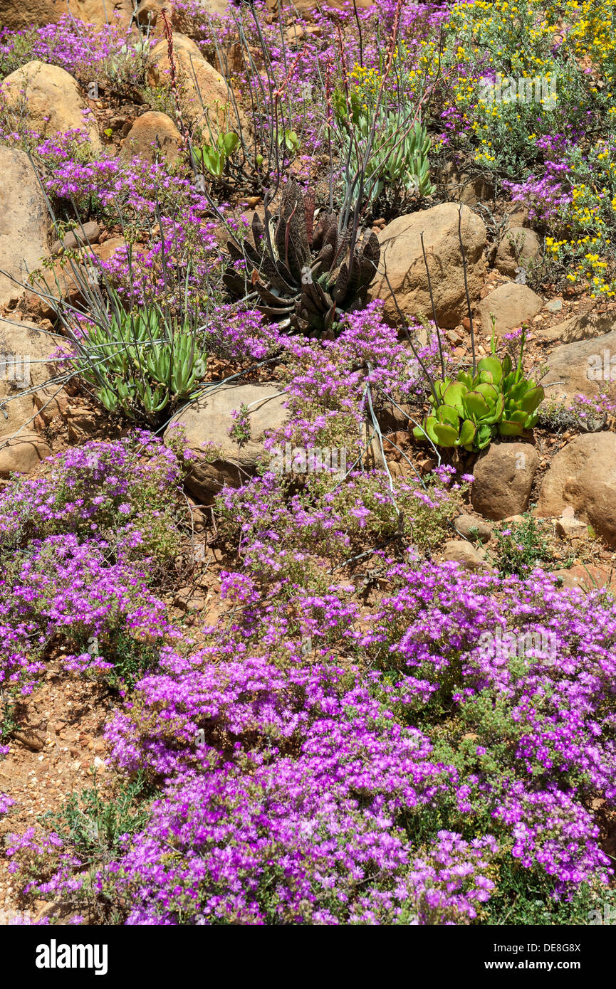 Vegetazione e fiori closeup, Swartberg mountain range lungo la R328, Western Cape, Sud Africa Foto Stock