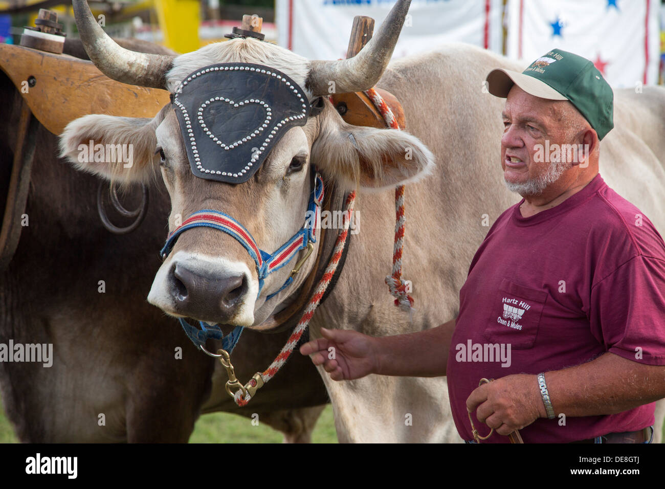 Chatham, New York - Ralph Hartzell dimostra i suoi buoi per visitatori presso la Columbia County Fair. Foto Stock