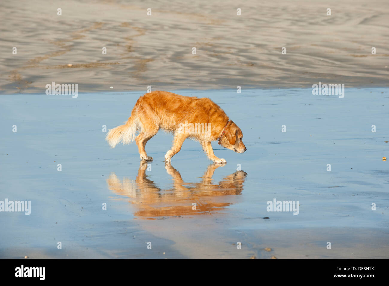 Un solitario cane a camminare su una spiaggia, Condino, Devon, Inghilterra Foto Stock