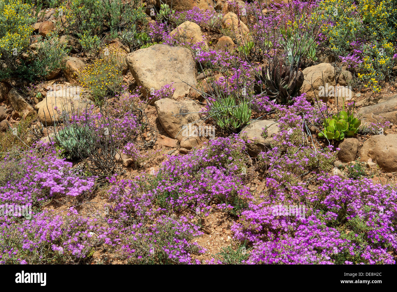 Vegetazione e fiori closeup, Swartberg mountain range lungo la R328, Western Cape, Sud Africa Foto Stock