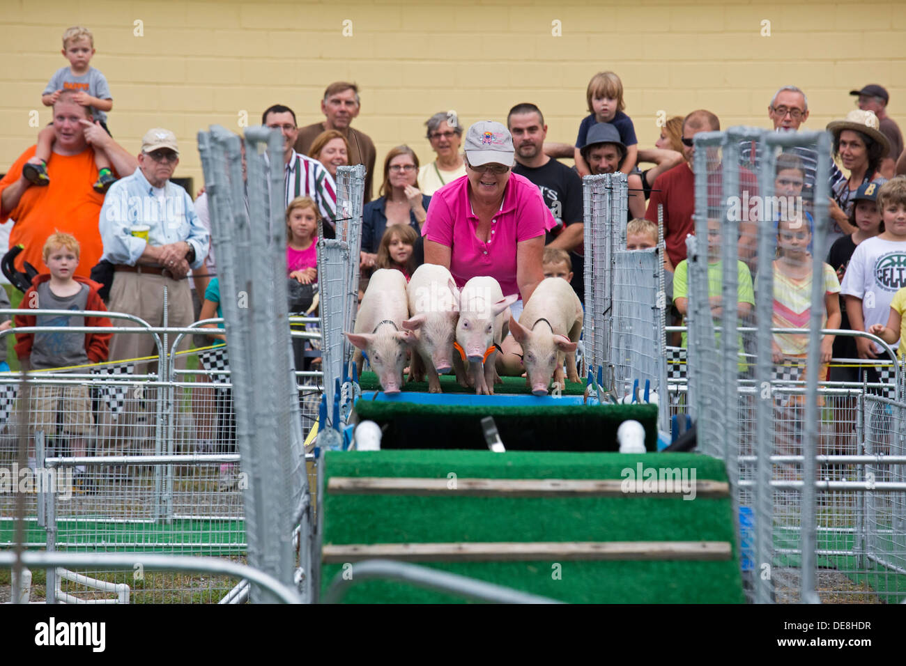 Chatham, New York - Un gestore sollecita i suini a saltare in un pericolo in acqua durante le Sue Wee gare di maiale alla Columbia County Fair. Foto Stock