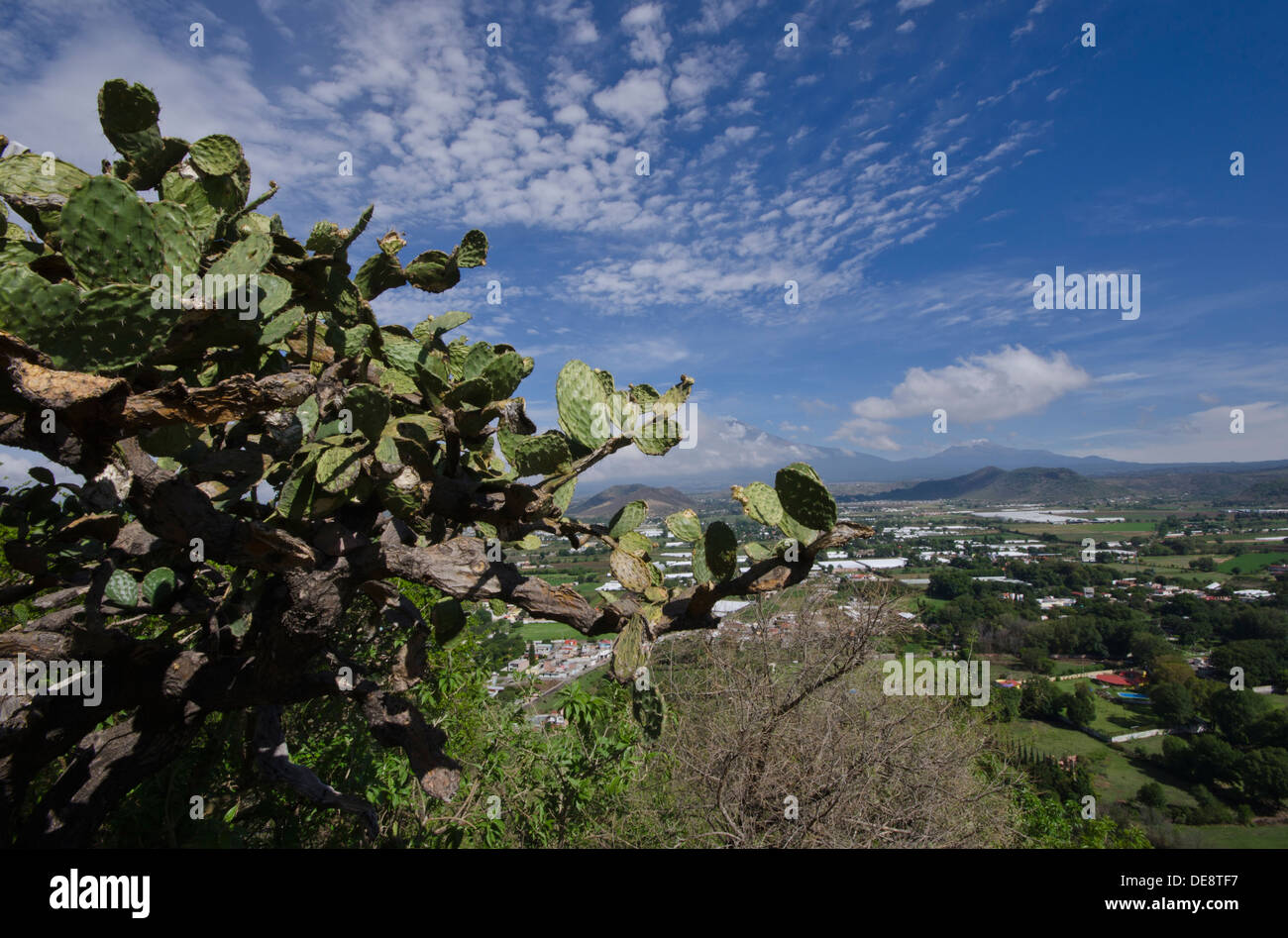 Vista dalla cima della collina in Atlixco verso il Popocatepetl in Messico, mostrando Nopal impianto in primo piano. Foto Stock