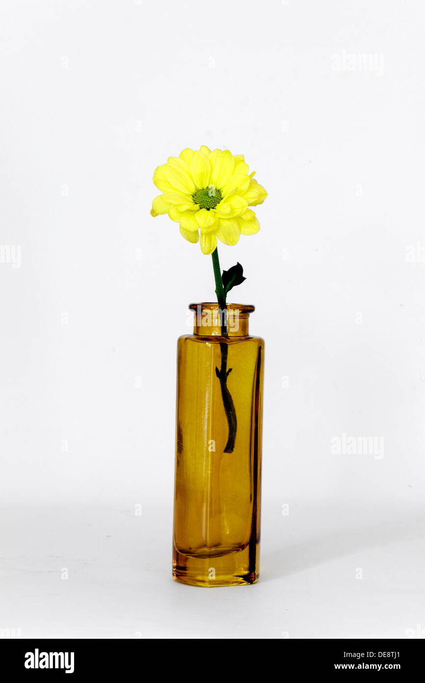 Uno daisey in bottiglia marrone Foto Stock
