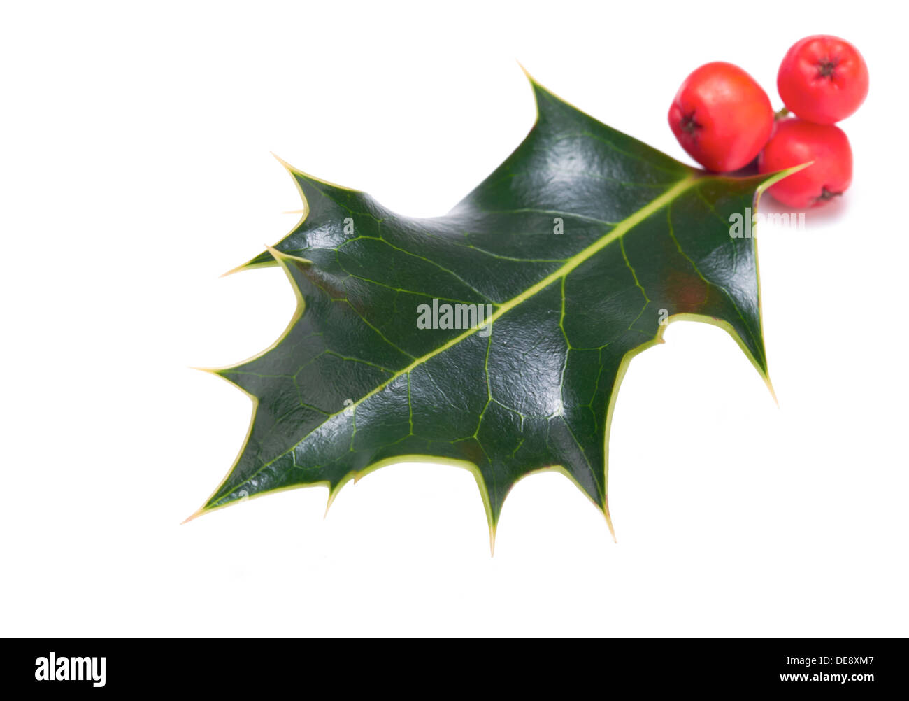 Un rametto di Natale holly su uno sfondo bianco. Foto Stock