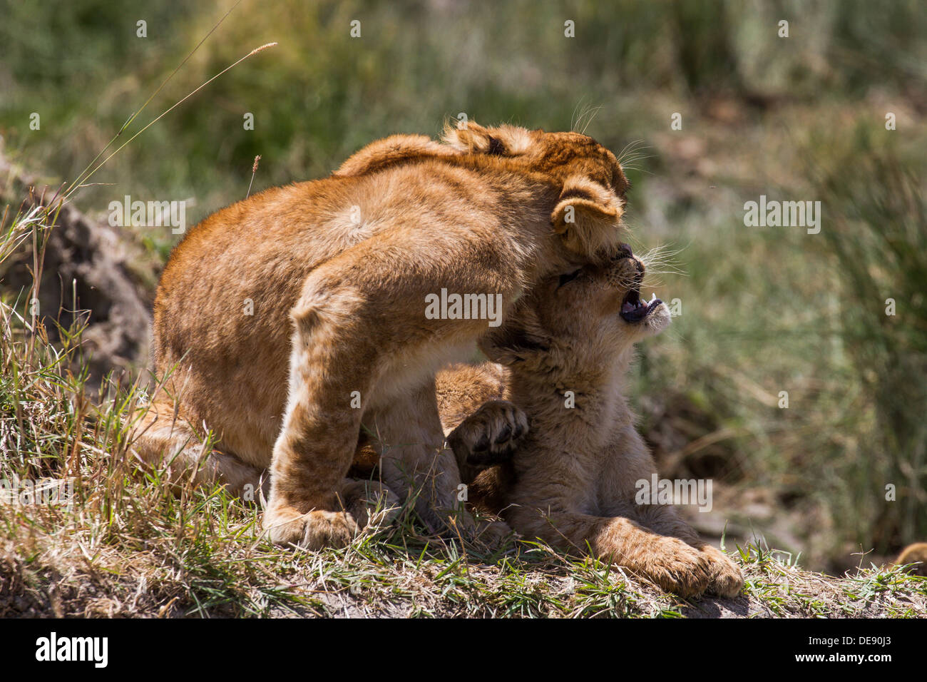 Carino Lion Cubs mostrando affetto (Serengeti) Foto Stock