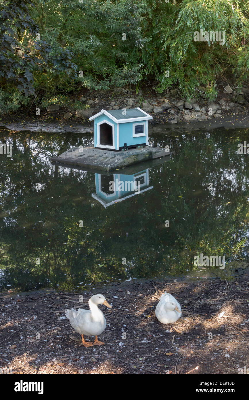 Un villaggio Duck Pond con due anatre bianco e una casa di anatra Foto Stock Un villaggio Duck Pond con due anatre bianco e una casa di anatra Foto Stock