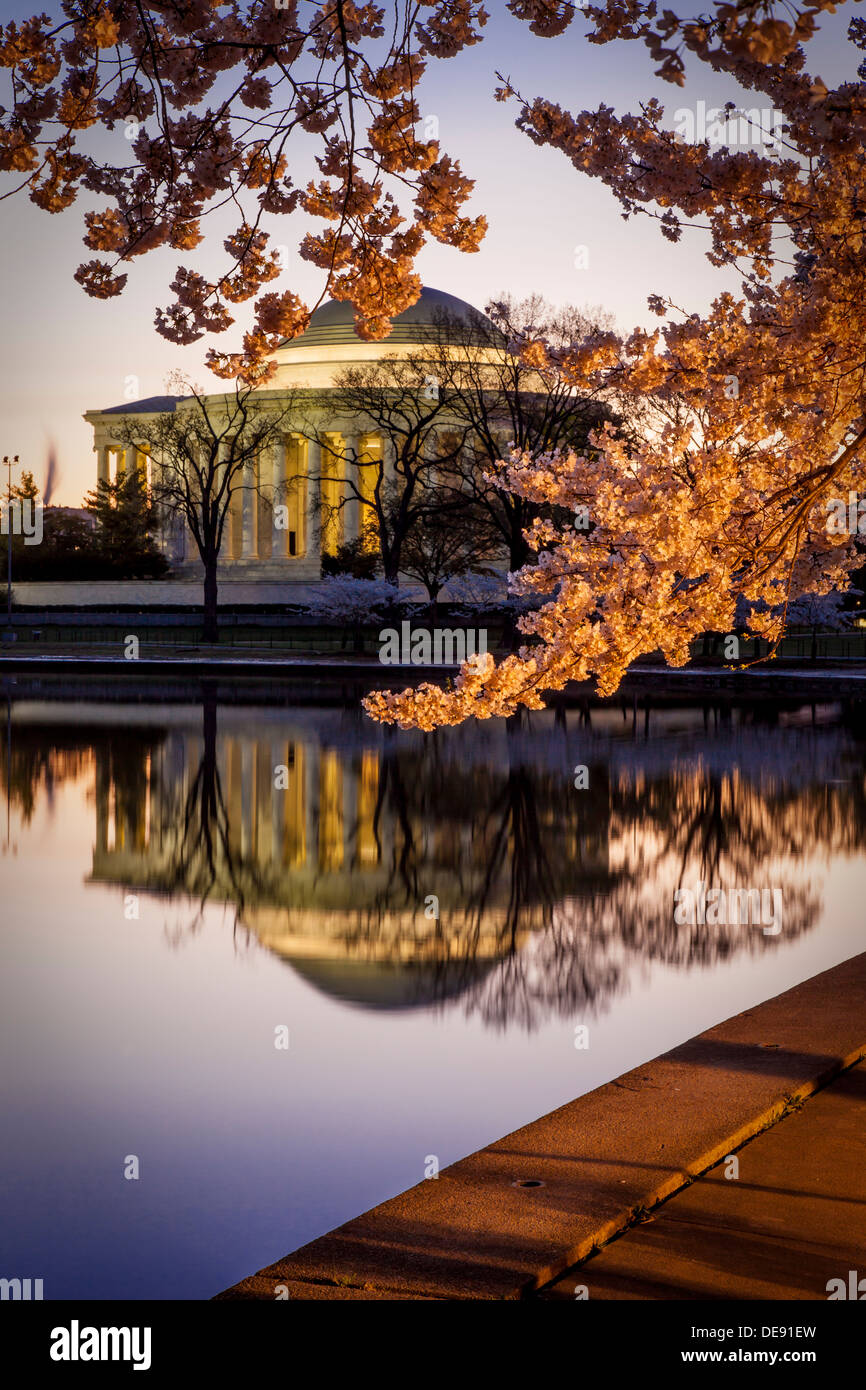 Fiori di Ciliegio e il Jefferson Memorial all'alba a Washington DC, Stati Uniti d'America Foto Stock