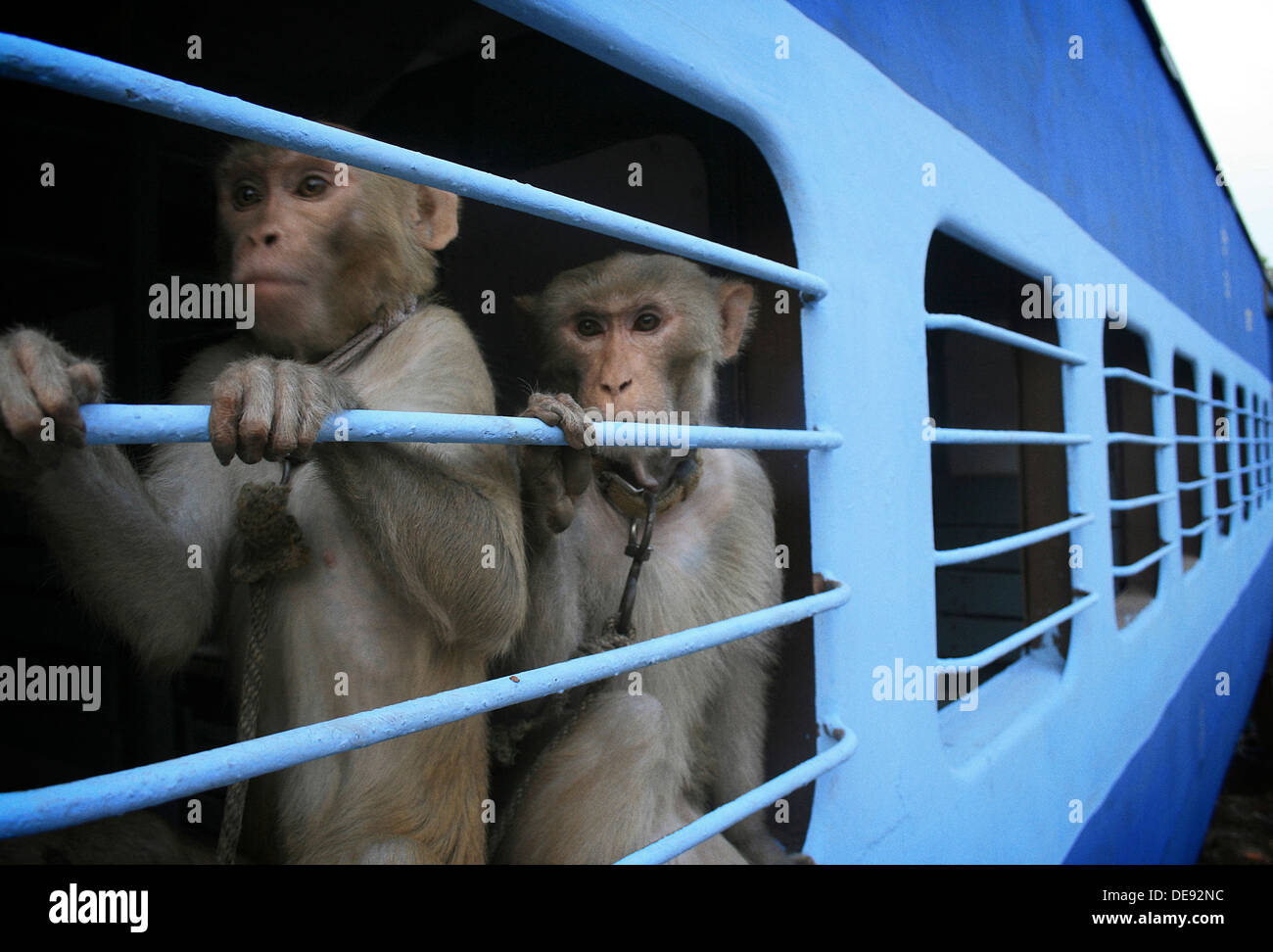 Catturate le scimmie sul treno, India Foto Stock