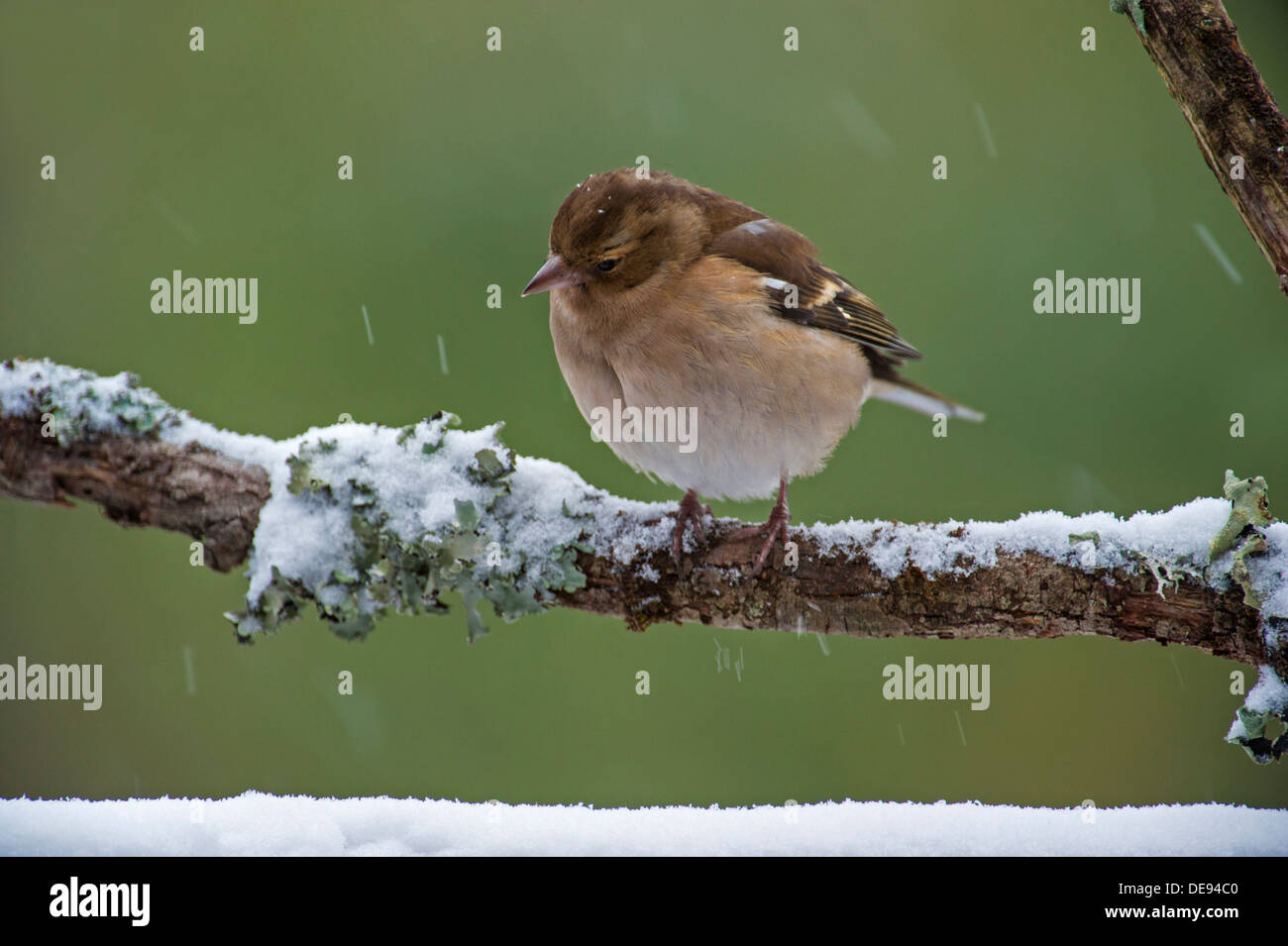 Comune (fringuello Fringilla coelebs) femmina con arruffare le piume appollaiato sul ramo durante la neve sulla doccia fredda giornata invernale Foto Stock